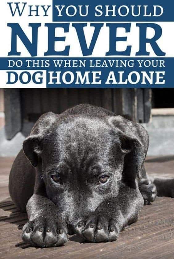 Anxious dog left home alone
